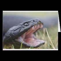 Tiger Snake cards