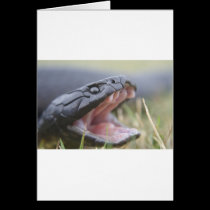 Tiger Snake cards