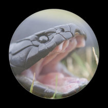 Tiger Snake magnets