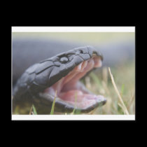 Tiger Snake postcards