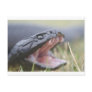 Tiger Snake Post Cards