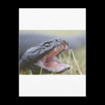 Tiger Snake postcards