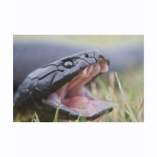 Tiger Snake shirt