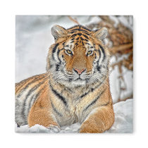 Tiger Snow Magnet