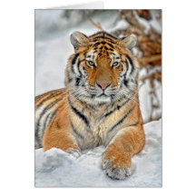 Tiger Snow Portrait Cards