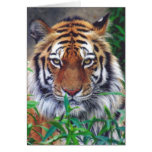 Tiger Stare