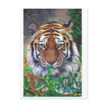 Tiger Stare Postcard