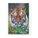 Tiger Stare Postcard