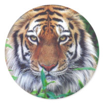 Tiger Stare Round Stickers
