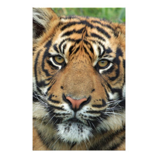 Tiger Stationery | Zazzle