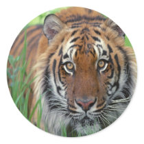 Tiger Sticker
