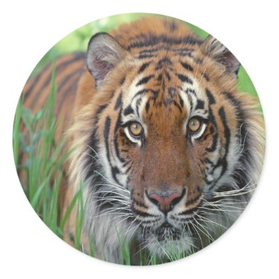 Tiger stickers