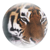 Tiger Sticker