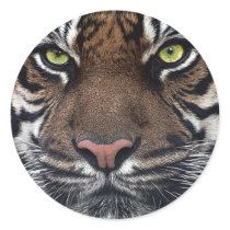 Tiger stickers