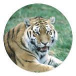 Tiger Sticker