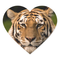 TIGER HEART STICKER
