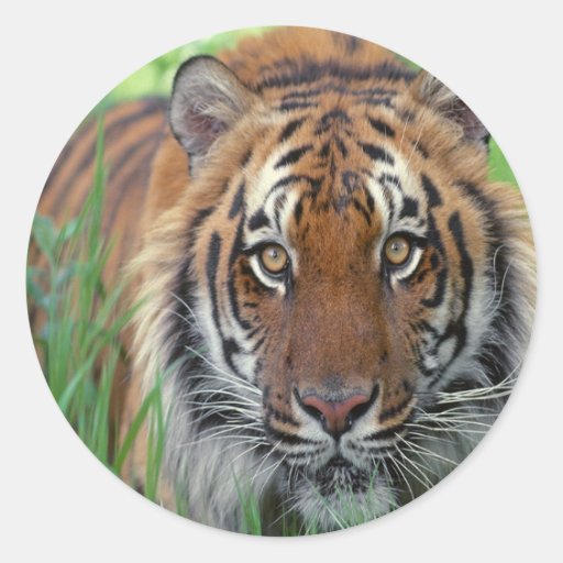 Tiger Sticker