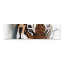 Tiger sticker bumper stickers by mmersdesign Tiger sticker bumper stickers