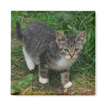 Tiger Striped Kitten Magnet
