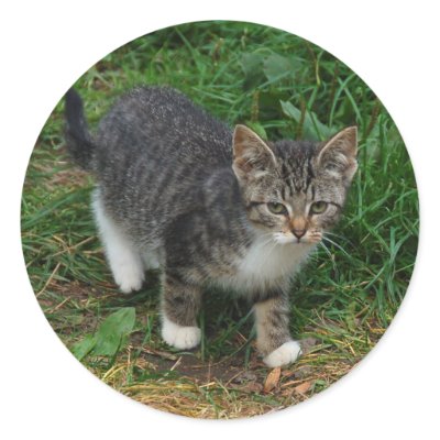 Tiger Striped Kitten Stickers by Thorninger