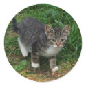 Tiger Striped Kitten Stickers