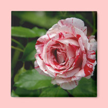 Tiger Stripes Rose magnets