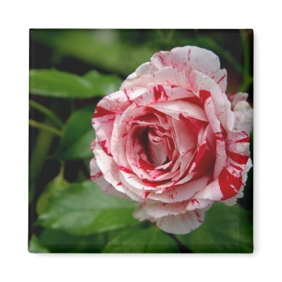 Tiger Stripes Rose Refrigerator Magnets by White_Wedding