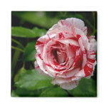 Tiger Stripes Rose