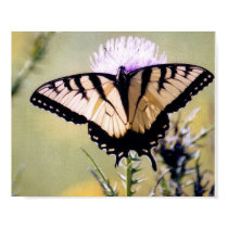 Tiger swallow tail buterfly poster posters