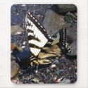 Tiger Swallowtail Butterfly 1 Mousepad