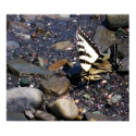 Tiger Swallowtail Butterfly 1 Poster posters