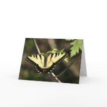 Tiger Swallowtail butterfly cards