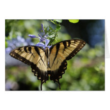 Tiger Swallowtail Butterfly Card