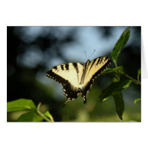 Tiger Swallowtail Butterfly Card