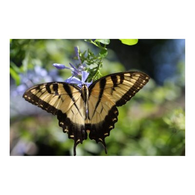 Tiger Swallowtail Butterfly Nature Poster by cherylarogers