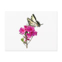 Tiger Swallowtail Butterfly on Azaleas postcards by SusanSavad Tiger Swallowtail Butterfly on Azaleas postcards