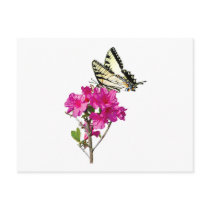Tiger Swallowtail Butterfly on Azaleas postcards by SusanSavad Tiger Swallowtail Butterfly on Azaleas postcards