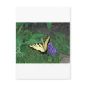 Tiger Swallowtail Butterfly postcards