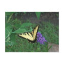 Tiger Swallowtail Butterfly postcards