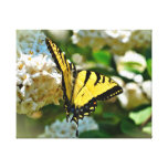 Tiger Swallowtail Butterfly Stretched Canvas Print