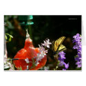 Tiger Swallowtail cards