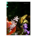 Tiger Swallowtail cards by codfishlady Tiger Swallowtail cards