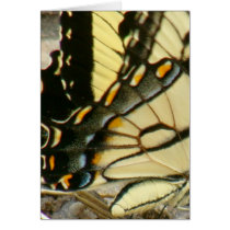 Tiger Swallowtail Detail Card cards