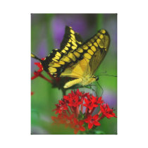Tiger Swallowtail Golden Yellow Butterfly Print Gallery Wrap Canvas