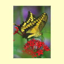 Tiger Swallowtail Golden Yellow Butterfly Print canvas prints