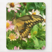 Tiger Swallowtail mousepads