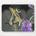 Tiger Swallowtail mousepads