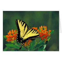 Tiger swallowtail on Butterfly weed Greeting Cards