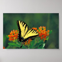 Tiger swallowtail on Butterfly weed Print