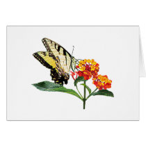 Tiger Swallowtail on Lantana Cards